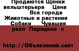 Продаются Щенки вельштерьера  › Цена ­ 27 000 - Все города Животные и растения » Собаки   . Чувашия респ.,Порецкое. с.